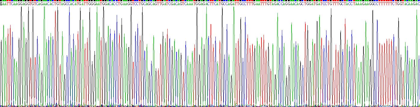 Recombinant Colony Stimulating Factor 1, Macrophage (MCSF)