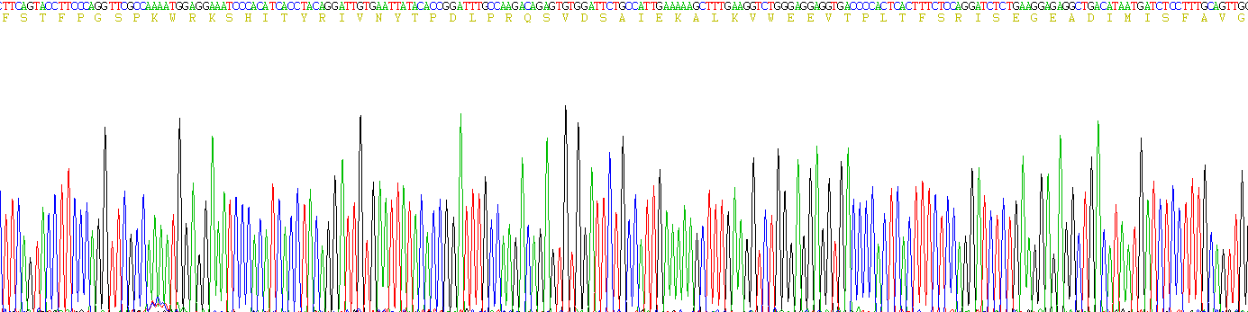 Recombinant Matrix Metalloproteinase 3 (MMP3)