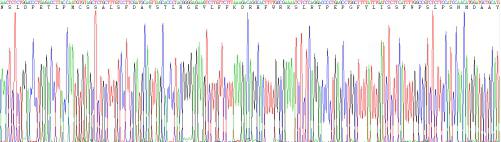 Recombinant Matrix Metalloproteinase 3 (MMP3)