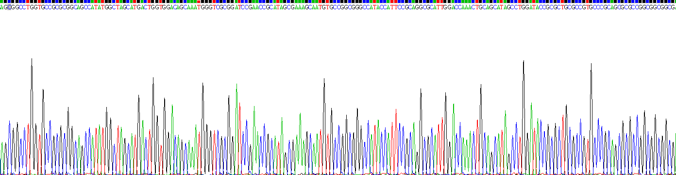 Recombinant Nerve Growth Factor (NGF)