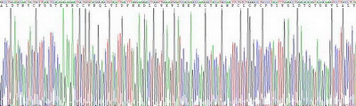 Recombinant Transforming Growth Factor Beta 1 (TGFb1)