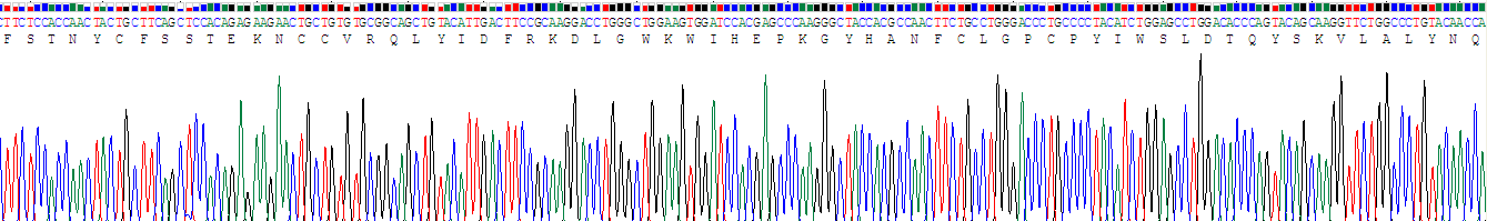 Recombinant Transforming Growth Factor Beta 1 (TGFb1)