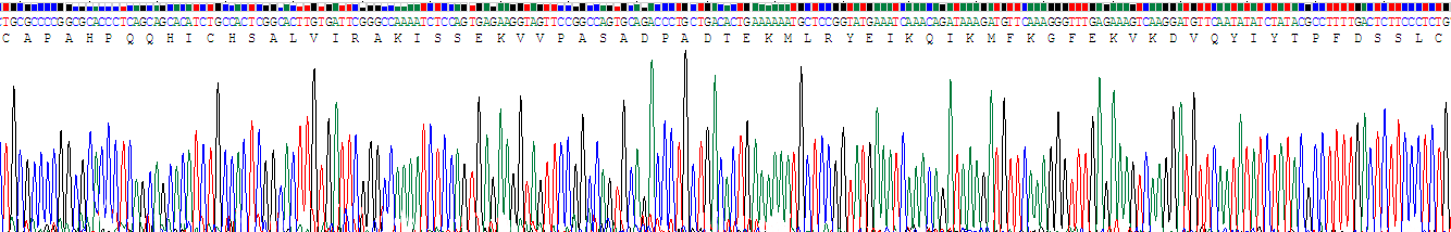 Recombinant Tissue Inhibitors Of Metalloproteinase 4 (TIMP4)