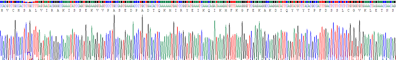 Recombinant Tissue Inhibitors Of Metalloproteinase 4 (TIMP4)