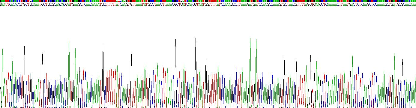 Recombinant Staphylococcal Protein A (SPA)