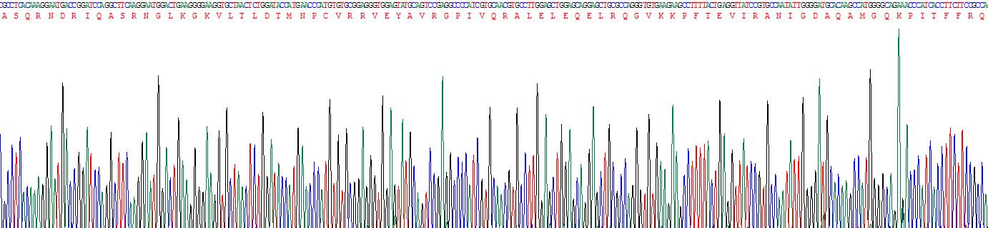 Recombinant Alanine Aminotransferase (ALT)