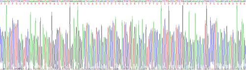 Recombinant Adrenomedullin (ADM)