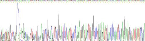 Recombinant Interferon Beta (IFNb)