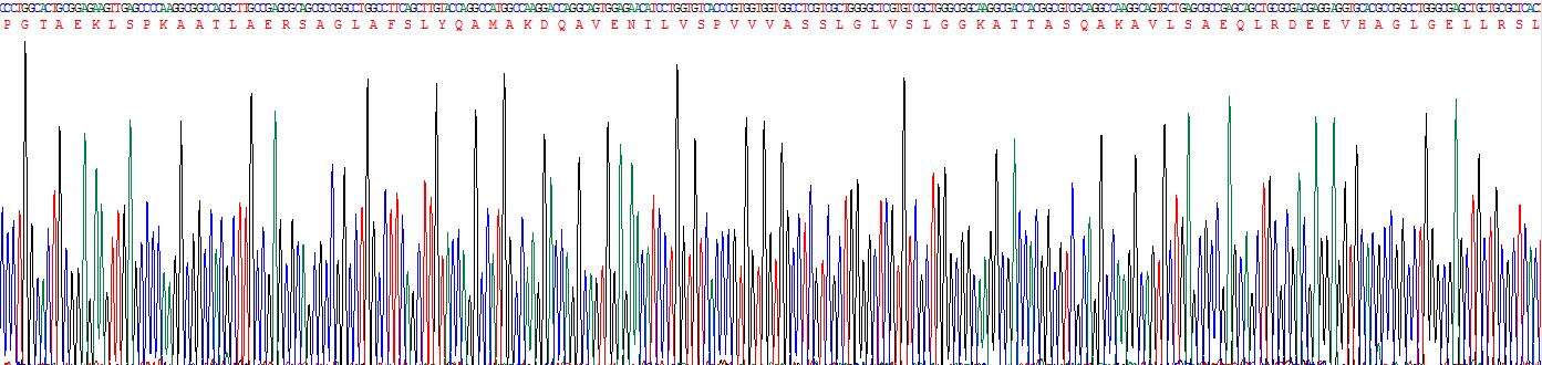 Recombinant Heat Shock Protein 47 (HSP47)