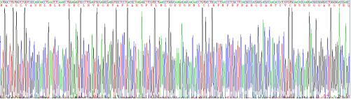 Recombinant Galectin 1 (GAL1)