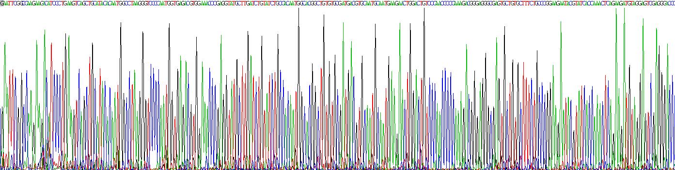 Recombinant Collagen Type I Alpha 1 (COL1a1)