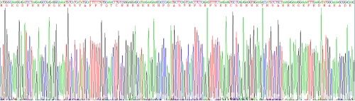 Recombinant High Mobility Group Protein 1 (HMGB1)