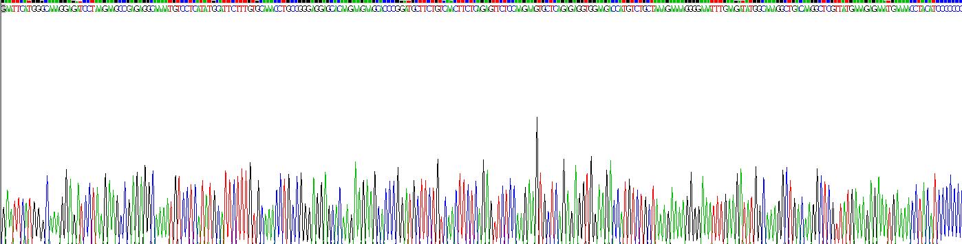 Recombinant High Mobility Group Protein 1 (HMGB1)