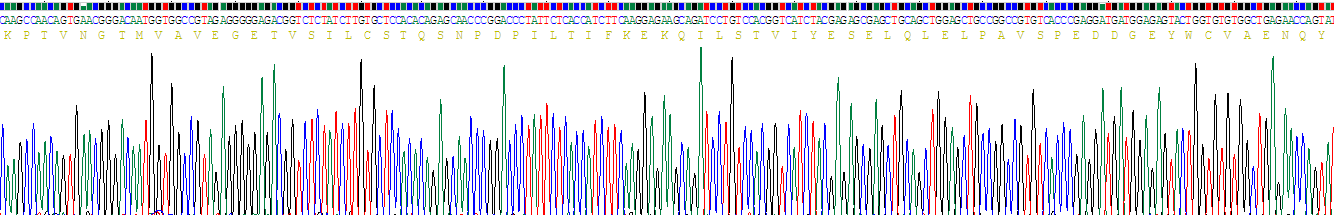 Recombinant Myelin Associated Glycoprotein (MAG)