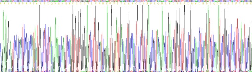 Recombinant Granzyme M (GZMM)