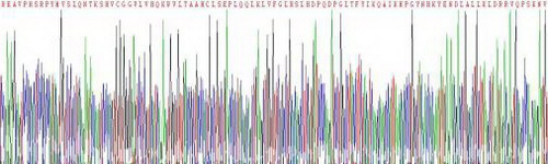 Recombinant Granzyme M (GZMM)