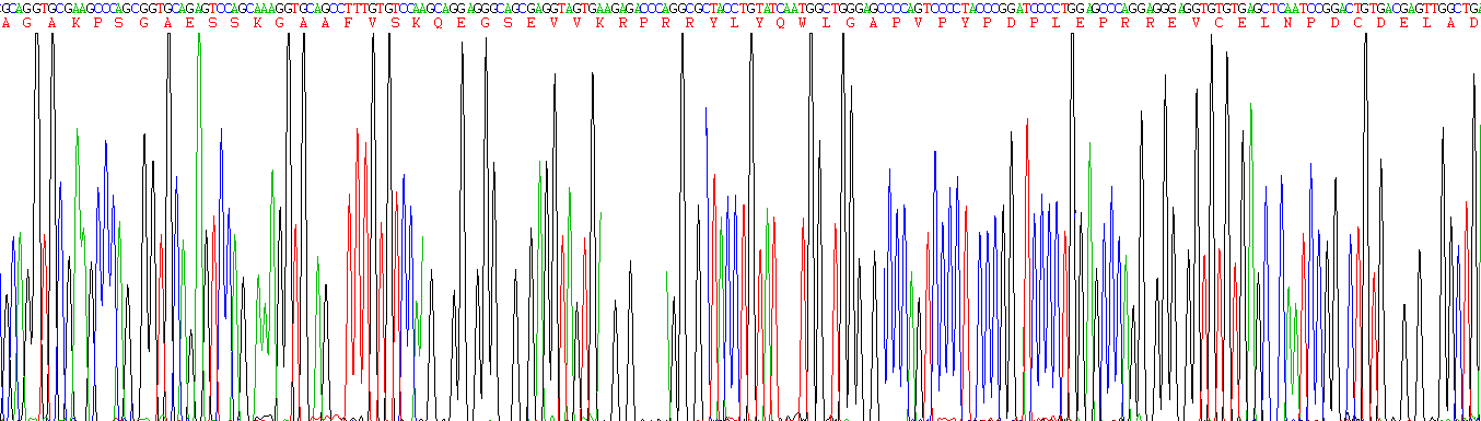 Recombinant Osteocalcin (OC)