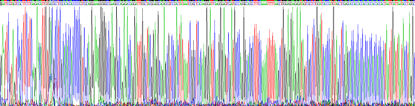 Recombinant Myelin Basic Protein (MBP)