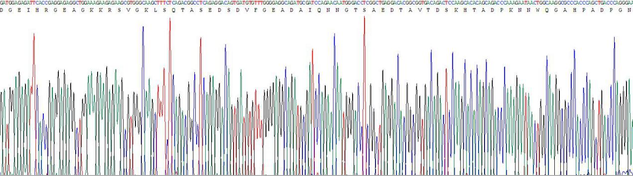Recombinant Myelin Basic Protein (MBP)