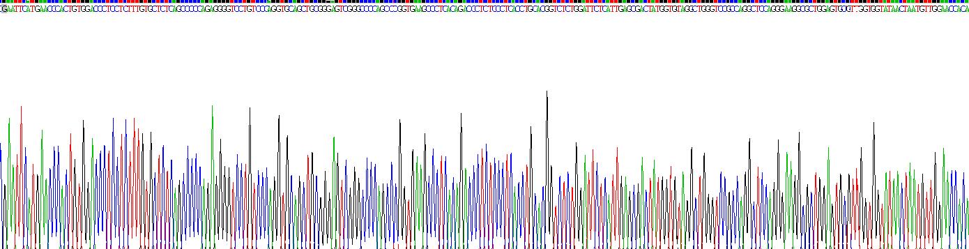 Recombinant Immunoglobulin M (IgM)