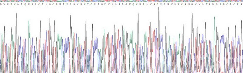 Recombinant Epidermal Growth Factor (EGF)