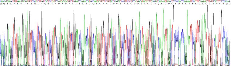 Recombinant Procollagen III N-Terminal Propeptide (PIIINP)