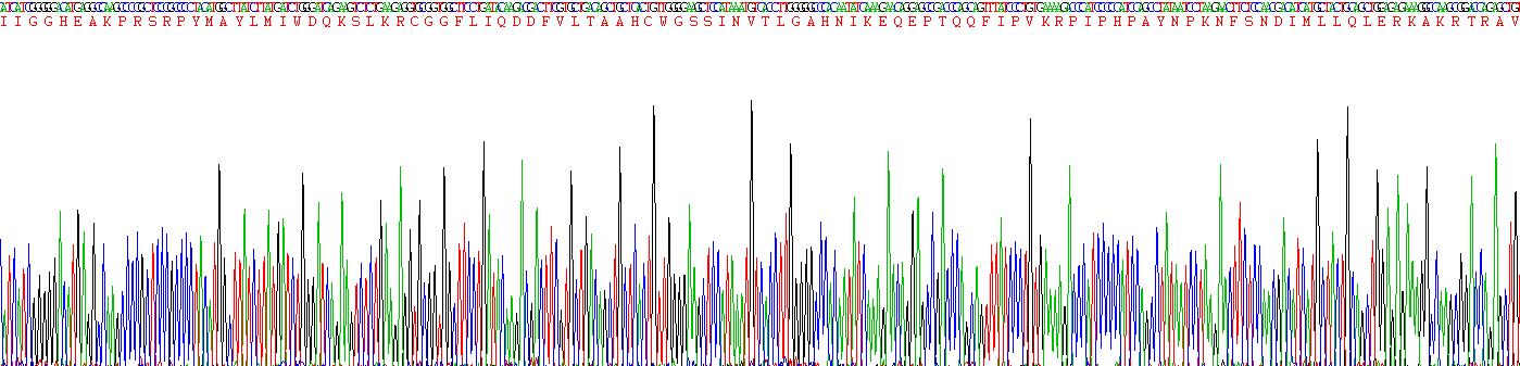 Recombinant Granzyme B (GZMB)