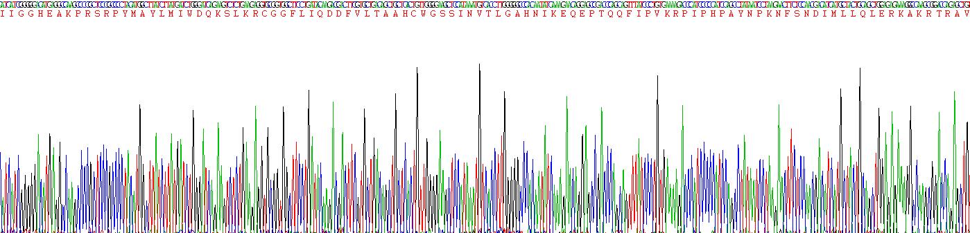 Recombinant Granzyme B (GZMB)