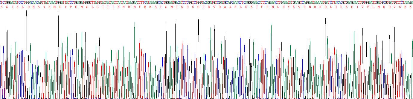 Recombinant Caspase 3 (CASP3)