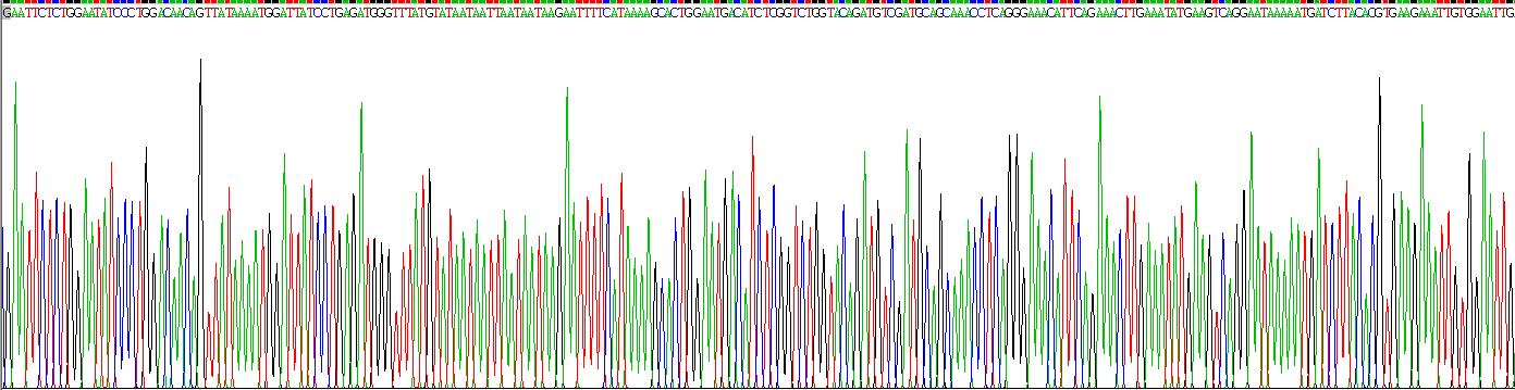 Recombinant Caspase 3 (CASP3)