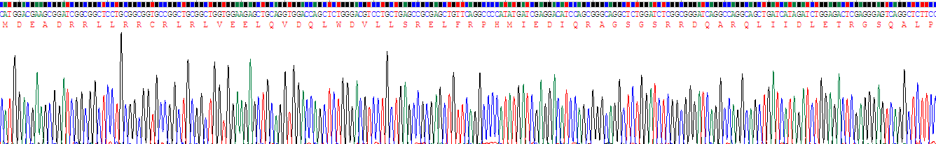 Recombinant Caspase 9 (CASP9)