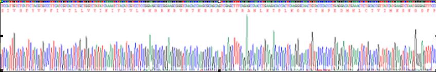 Recombinant Dopamine Receptor D2 (DRD2)