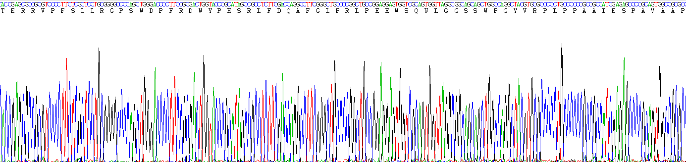 Recombinant Heat Shock Protein 27 (Hsp27)