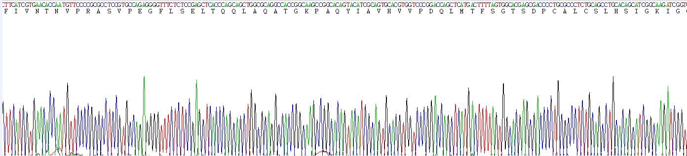 Recombinant Macrophage Migration Inhibitory Factor (MIF)