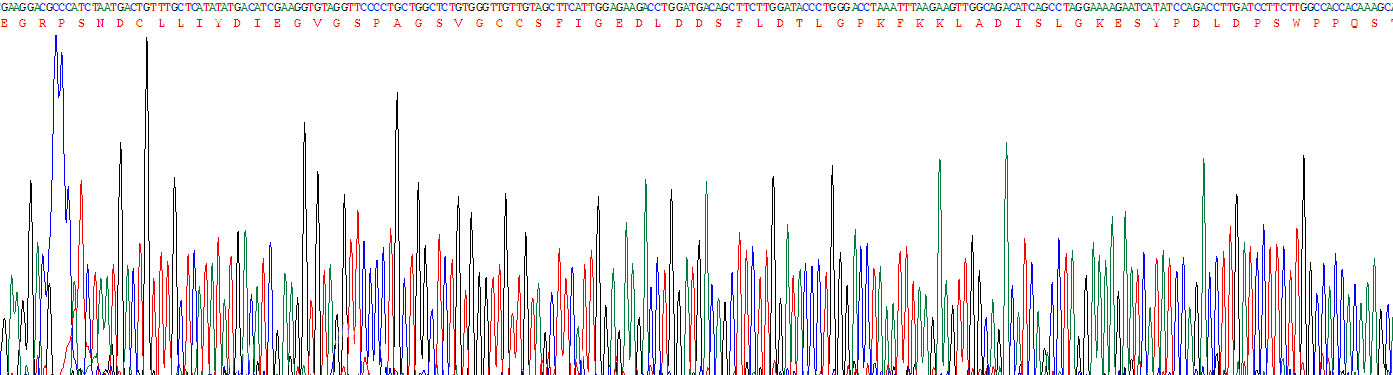 Recombinant Desmoglein 1 (DSG1)