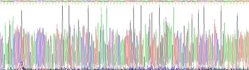 Recombinant Complement Component 7 (C7)