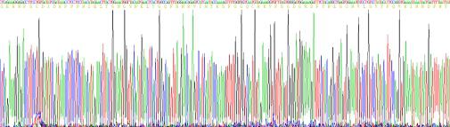 Recombinant Complement Component 7 (C7)