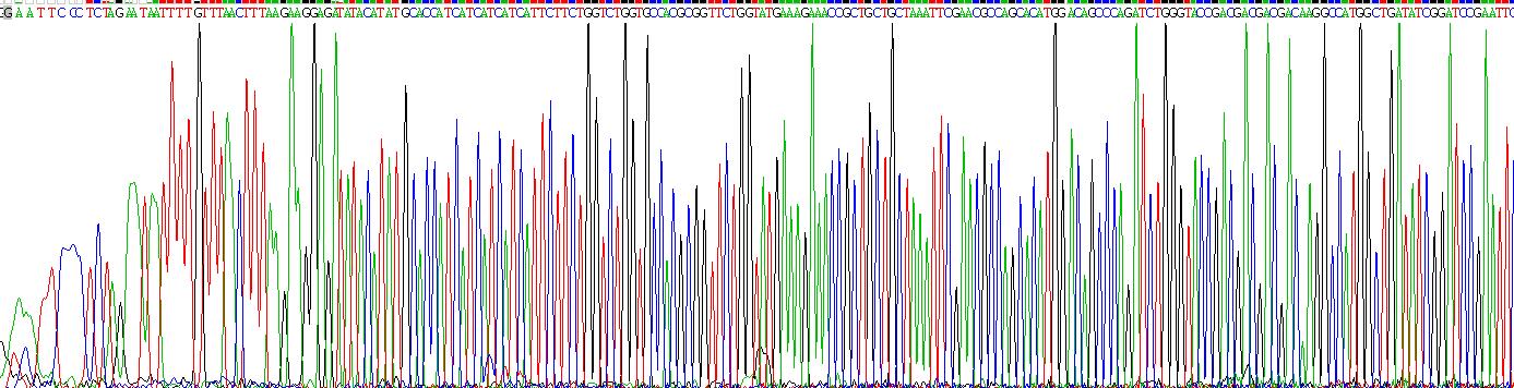 Recombinant Toll Like Receptor 4 (TLR4)