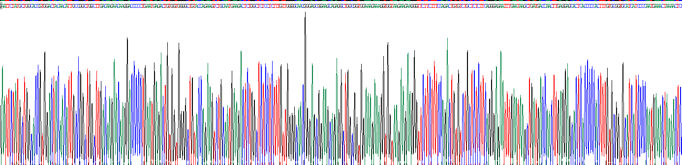 Recombinant Myosin Heavy Chain 1 (MYH1)