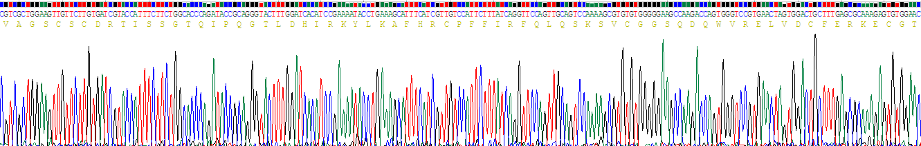 Recombinant Chemokine C-X-C-Motif Ligand 16 (CXCL16)