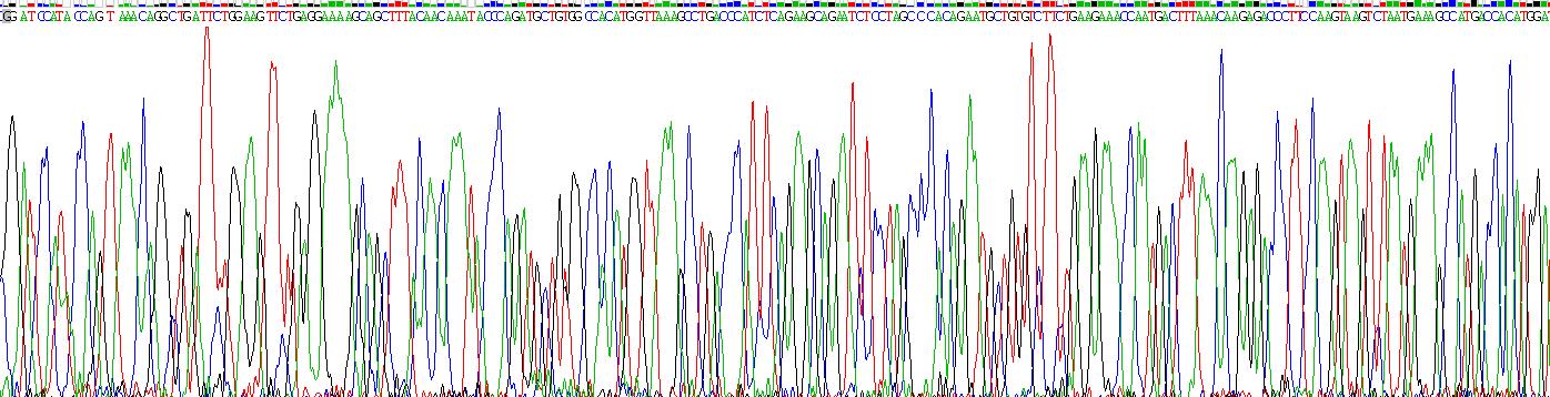 Recombinant Osteopontin (OPN)