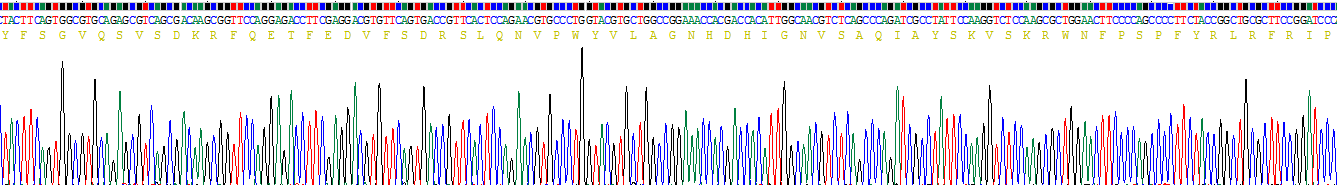 Recombinant Acid Phosphatase 5, Tartrate Resistant (ACP5)