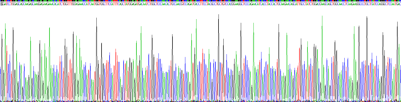 Recombinant Procollagen II C-Terminal Propeptide (PIICP)