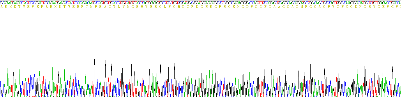 Recombinant Surfactant Associated Protein D (SPD)