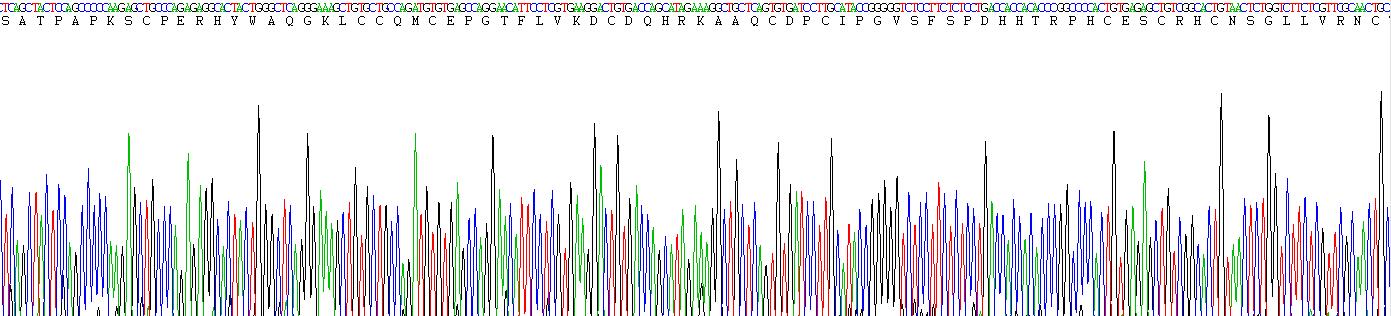 Recombinant Tumor Necrosis Factor Receptor Superfamily, Member 7 (TNFRSF7)
