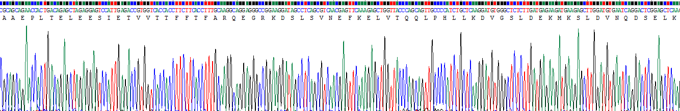 Recombinant S100 Calcium Binding Protein A13 (S100A13)