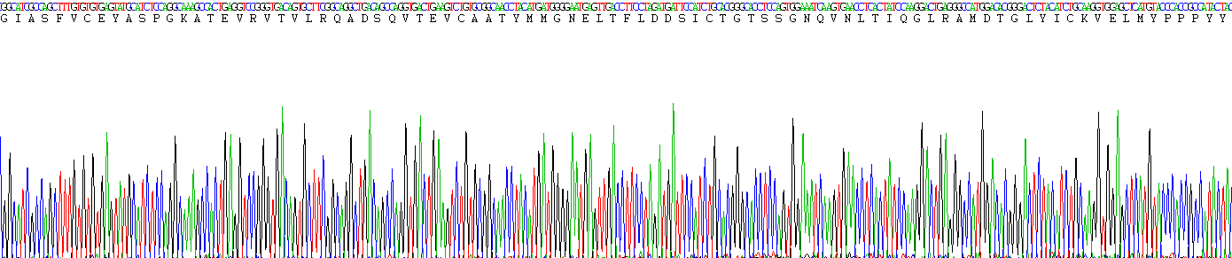 Recombinant Cytotoxic T-Lymphocyte Associated Antigen 4 (CTLA4)