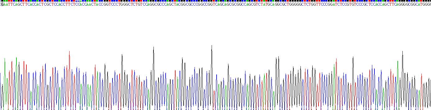 Recombinant Cytokeratin 18 (CK18)