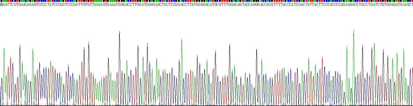 Recombinant Androgen Receptor (AR)