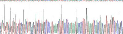 Recombinant Membrane Cofactor Protein (MCP)